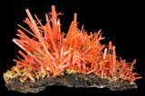 Bright Orange Crocoite Crystal Cluster - Tasmania #129098-1